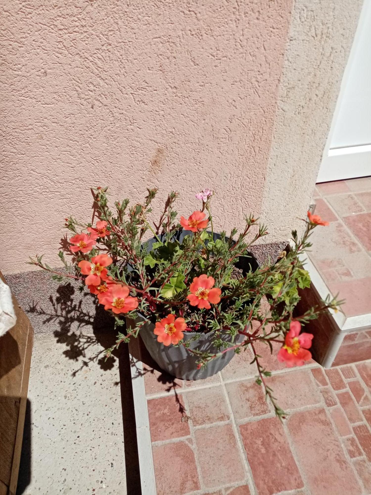 Milica Apartmani Vrdnik Exterior foto