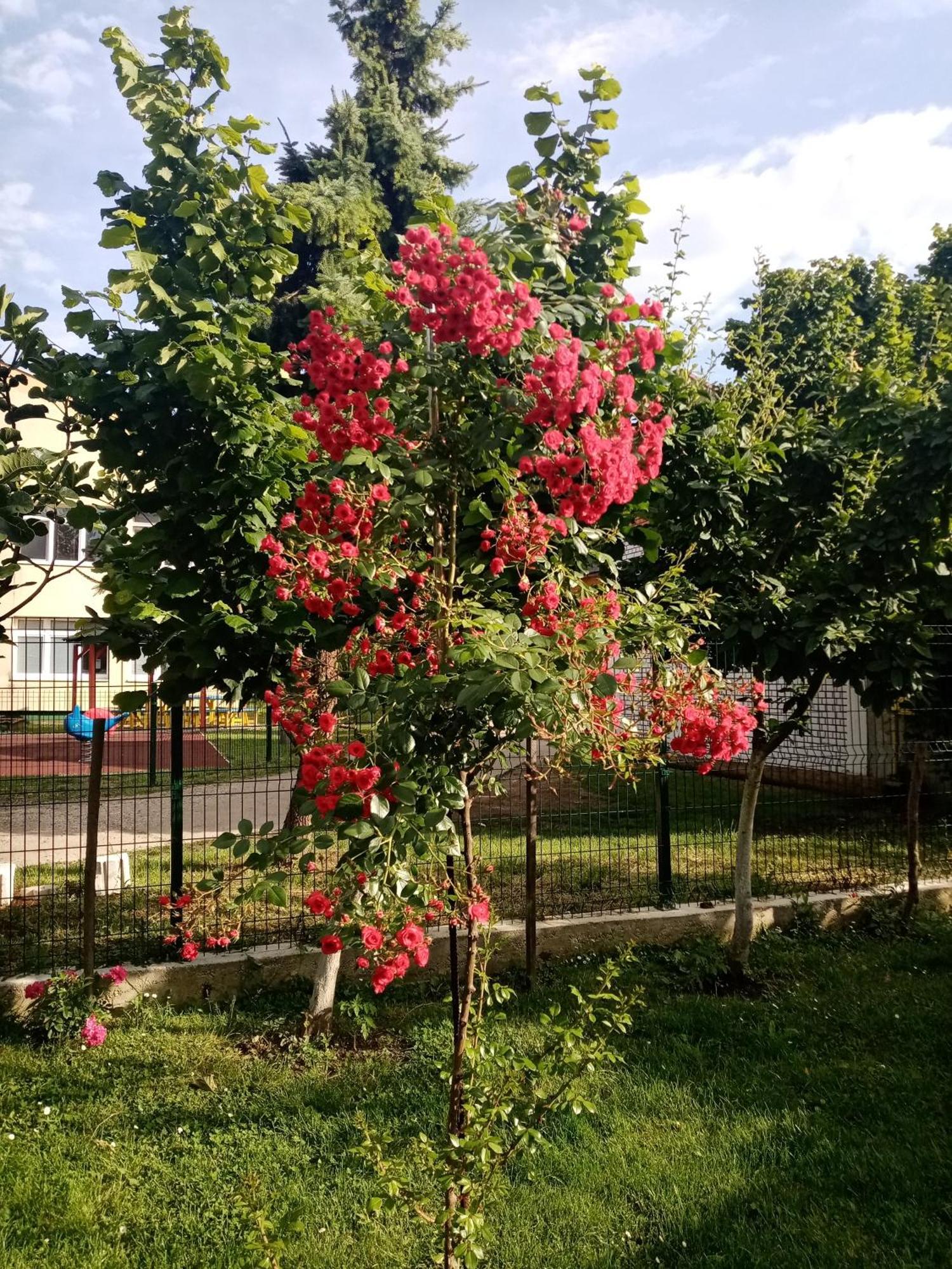 Milica Apartmani Vrdnik Exterior foto